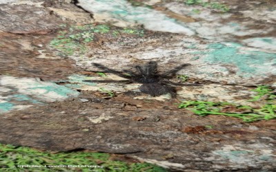 Taksinus Bambus Sling Tarantula